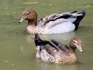 Australian Wood Duck (WWT Slimbridge July 2013) - pic by Nigel Key